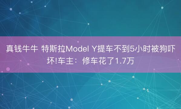 真钱牛牛 特斯拉Model Y提车不到5小时被狗吓坏!车主：修车花了1.7万