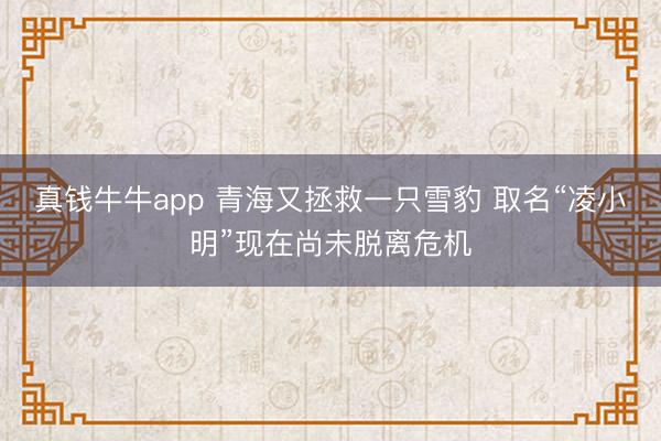 真钱牛牛app 青海又拯救一只雪豹 取名“凌小明”现在尚未脱离危机